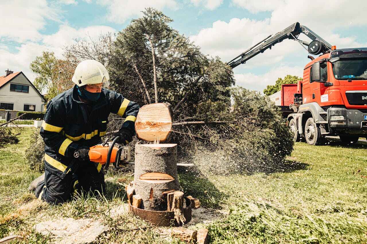 Best Arborist Services Near Me  in Clayton, GA